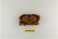 藏品(光手滑面蟹)的圖片